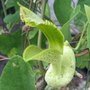 Aristolochia gilbertii
