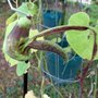 Aristolochia pohliana x esperanzae