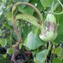Aristolochia pohliana x galeatea