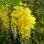 Cassia fistula, Golden Shower Tree