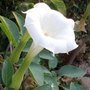 Datura inoxia, Single White