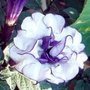 Datura meteloides Double Violet Queen