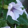 Datura meteloides Lilac La Fleur, Single