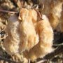 Gossypium hirsutum, Brown Cotton Heirloom