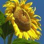 Helianthus Mammoth Russian, Sunflower