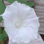 Ipomoea cordatotriloba Alba 'White Cotton Form', Morning Glory