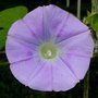 Ipomoea hederacea Lavender Ivy Leaf, Morning Glory