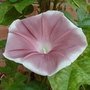 Ipomoea imperialis Chocolate, Morning Glory