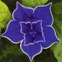 Ipomoea nil 'Blue Picotee', Purple Star Japanese Morning Glory