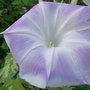 Ipomoea nil Lavender Silk, Japanese Morning Glory