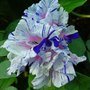 Ipomoea purpurea Hige Blueberry Twist, Morning Glory