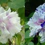 Ipomoea purpurea Hige MIX - Jamie Lynn White and Blueberry Twist, Morning Glory