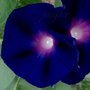 Ipomoea purpurea Star Of Yelta, Morning Glory
