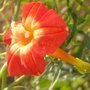 Ipomoea sloteri Apricot Candy, Morning Glory