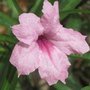 Ruellia simplex Medium Pink, Mexican Petunia