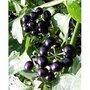 Solanum melanocerasum, Garden Huckleberry