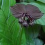 Tacca chantrieri, Black Bat Flower