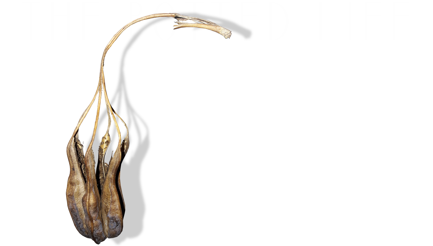 The Potted Life | Aristolochia ringens seed pod